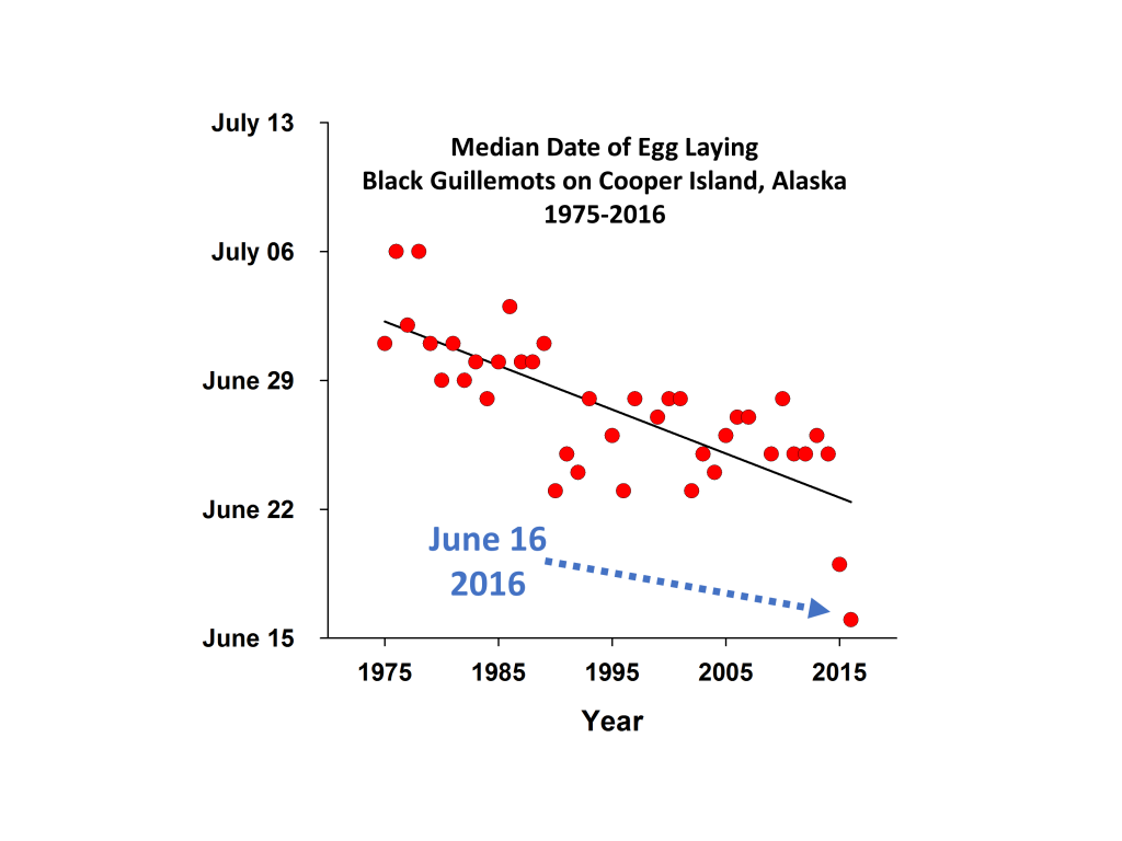 Corrected median date of egg laying
