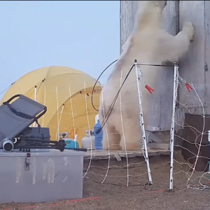 Rebuild the Cabin from Polar Bear Damage
