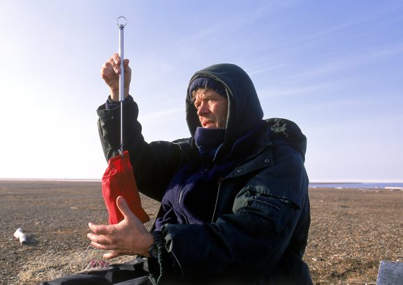Dr. George Divoky Weighing Black Guillemot on Cooper Island
