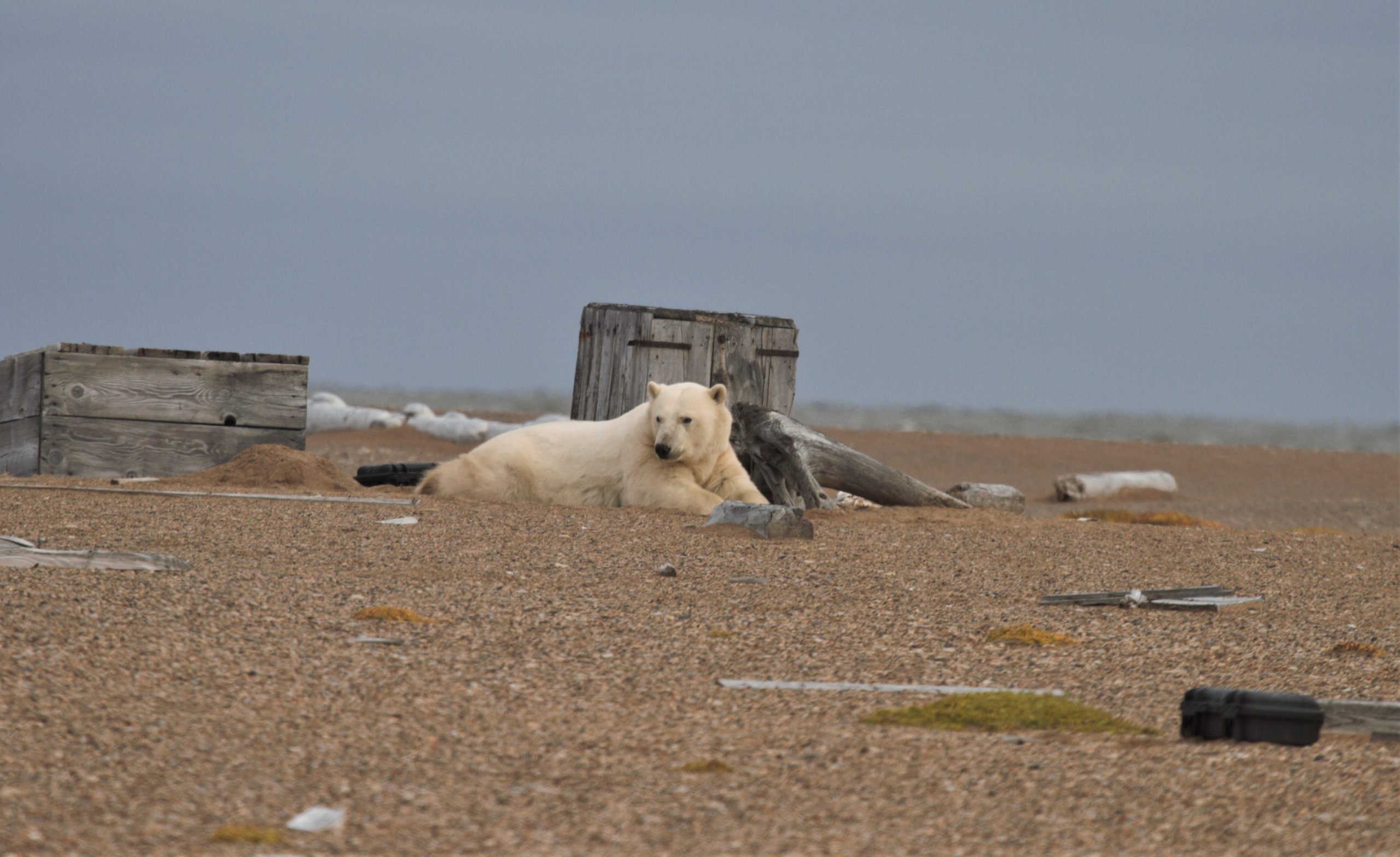 The Polar Bear Cometh…