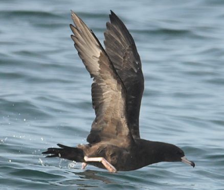 Red-legged guillemots and a problematic shearwater