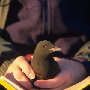 Black Guillemot being held by Dr. George Divoky on yellow field notebook.